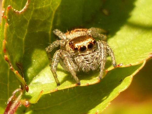 Evarcha sp.